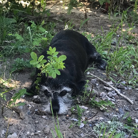 Meet your Posher, Sheba - Picture 1 of 1